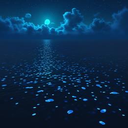 Bioluminescent Plankton