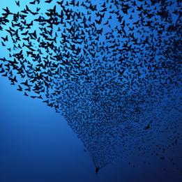 Butterfly Swarm dream symbolism visualization