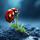 Charming Ladybug