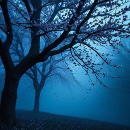 Cherry Tree dream symbolism visualization