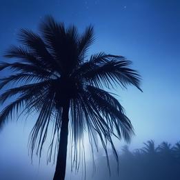 Coconut Palm dream symbolism visualization