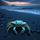 Crab Shell