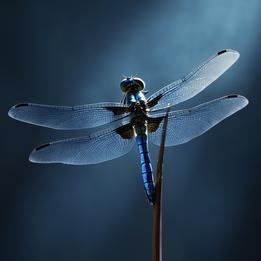 Delicate Dragonfly dream symbolism visualization