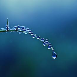 Dew Drops