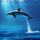 Dolphin Dance