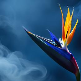 Fabled Bird of Paradise