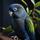 Faithful Parakeet
