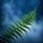 Fern Fronds