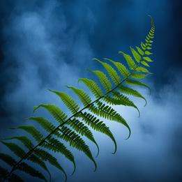 Fern Fronds