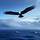 Frigate Bird