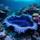 Giant Clam