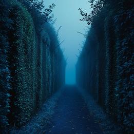 Hedge dream symbolism visualization