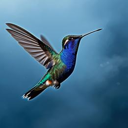 Hummingbird Flight dream symbolism visualization
