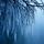 Icicle-Covered Branches