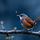 Joyful Wren