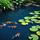 Koi Pond Lilies