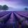 Lavender Fields
