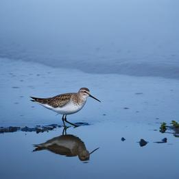 Lone Sandpiper dream symbolism visualization