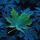 Maple Leaf