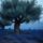 Mediterranean Olive Grove