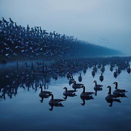 Migrating Geese dream symbolism visualization