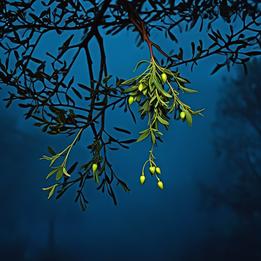 Mistletoe dream symbolism visualization