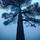 Pine
