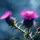 Pink Thistle