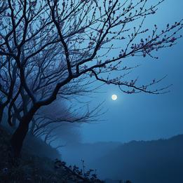 Plum Blossom dream symbolism visualization