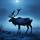 Reindeer