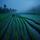 Rice Paddy