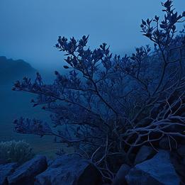 Rugged Thornbush dream symbolism visualization