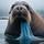 Rumbling Walrus