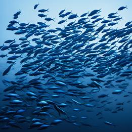 School of Fish dream symbolism visualization