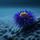 Sea Urchin