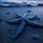 Starfish