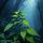 Stinging Nettle