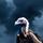 Stoic Vulture
