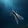 Stonefly