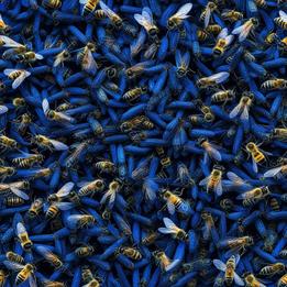 Swarm of Bees