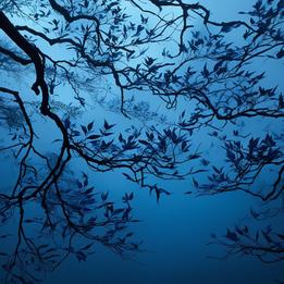 Swirling Leaves dream symbolism visualization