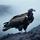 Tempestuous Vulture