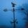 Weather Vane