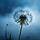 Wilted Dandelion