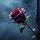 Withered Rose